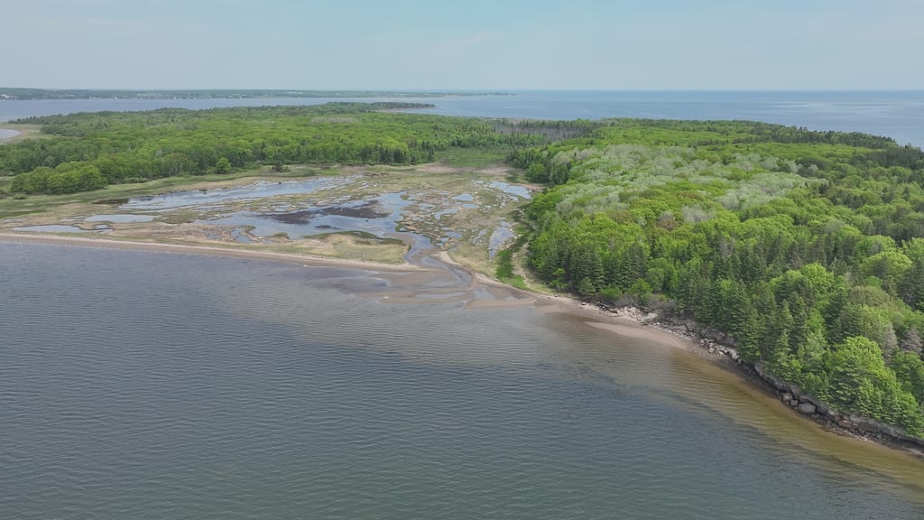 An aerial view of a coastal wetland with a dense green forest and a sandy shoreline.