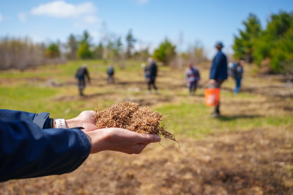 A person holds a handful of dried plant material in a field with people walking in the background.