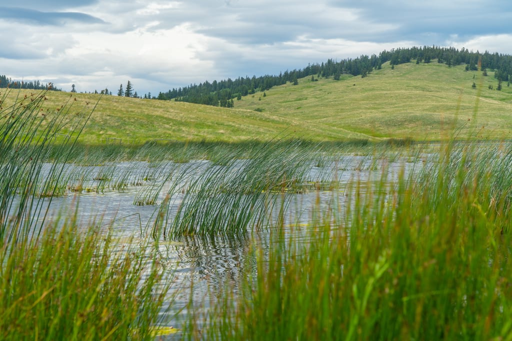 Tall grasses and reeds grow in a wetland in front of rolling green hills under a cloudy sky.