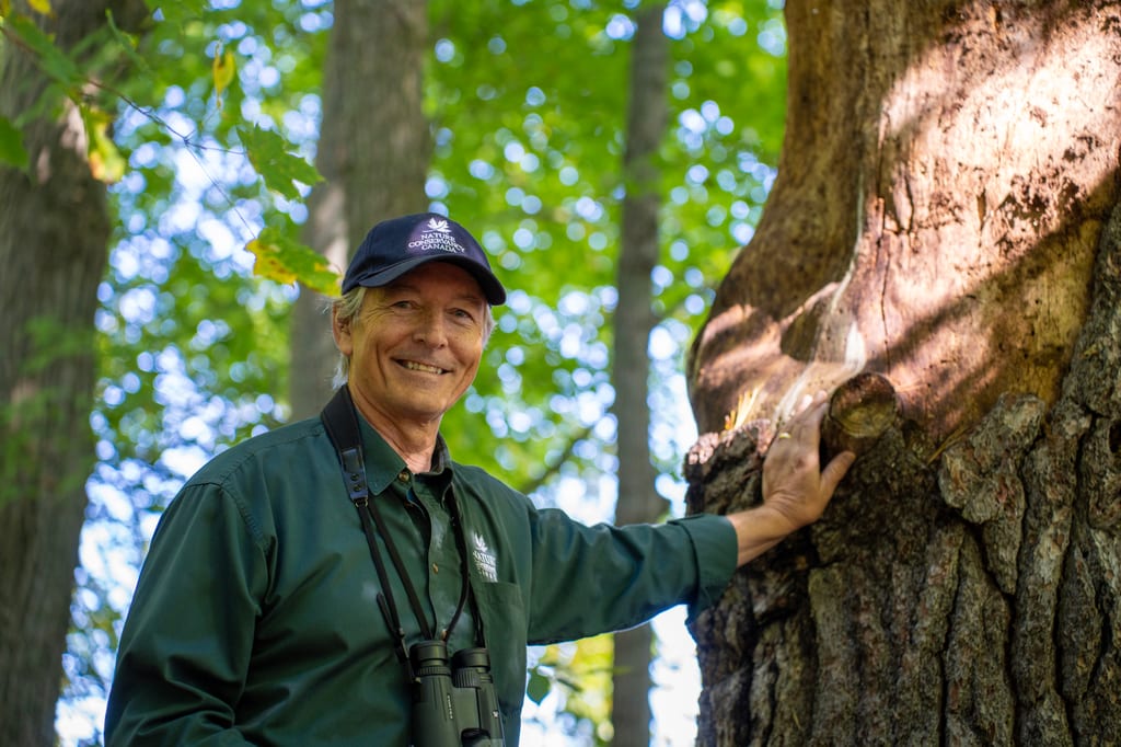 A man in a green shirt touches the bark of a large tree in a sunlit forest.