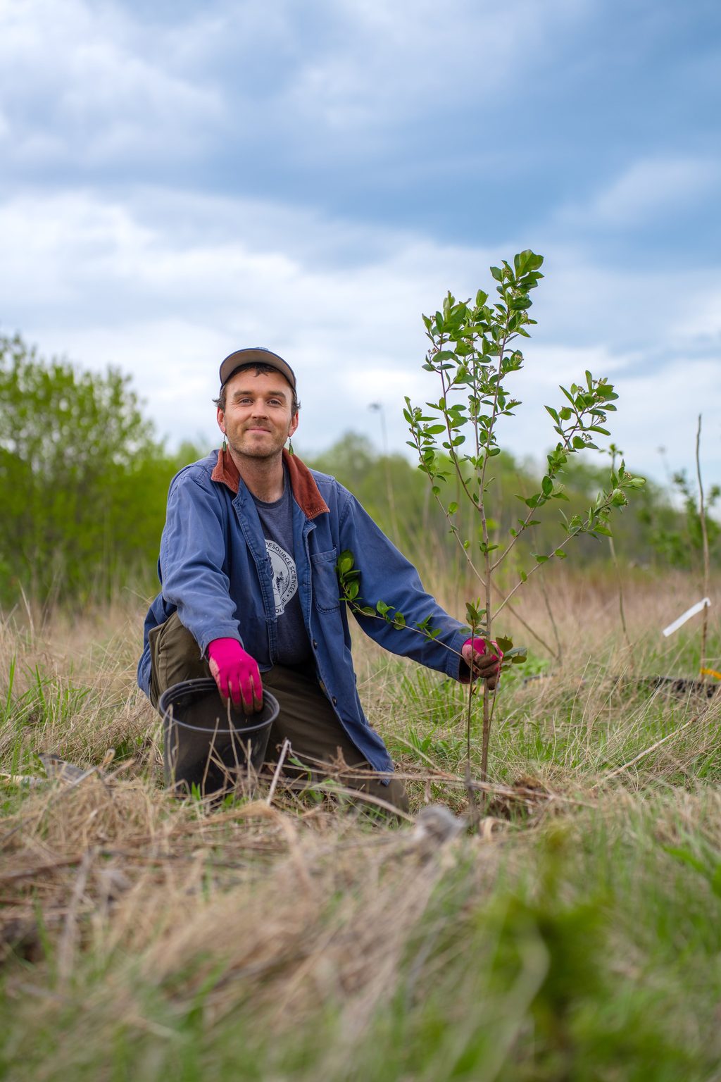 A person in a blue jacket and pink gloves plants a small sapling in a grassy field.