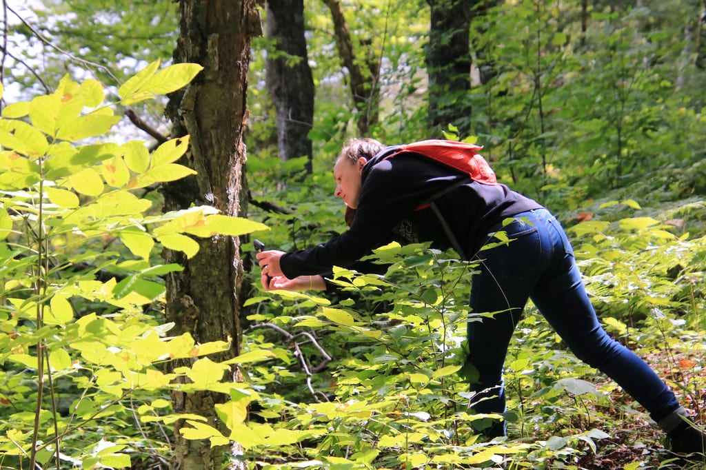 A person leans over to examine plants in a sunlit forest.