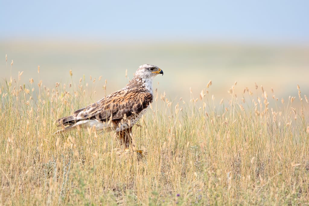 A red kite stands in a field of tall, dry grass.