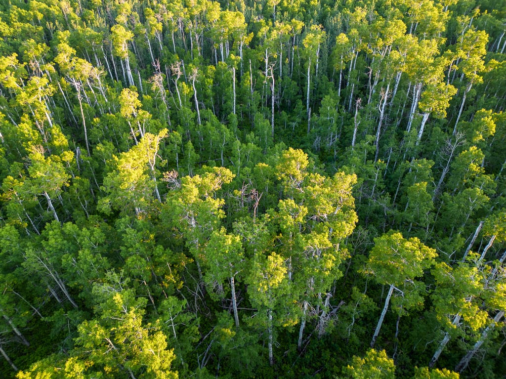 Une vue aérienne d'une forêt dense de trembles.