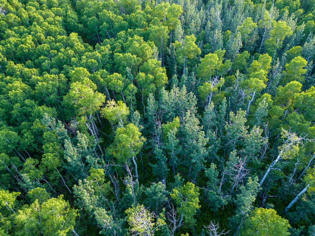 An aerial view of a dense green forest with deciduous and coniferous trees.