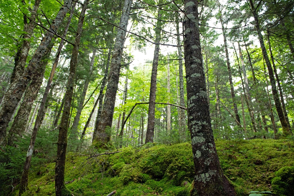 Tall trees stand in a lush green forest with a mossy ground.