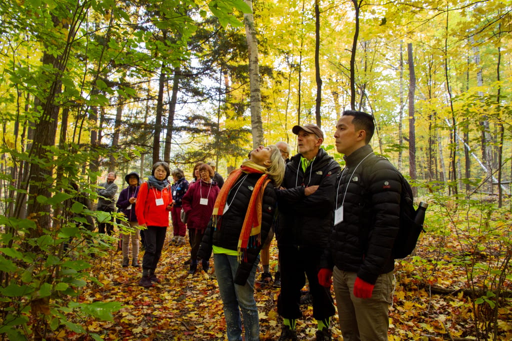 A group of people looking up at trees in an autumn forest.