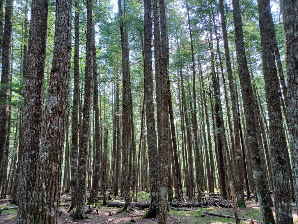 Tall coniferous trees stand in a dense forest.