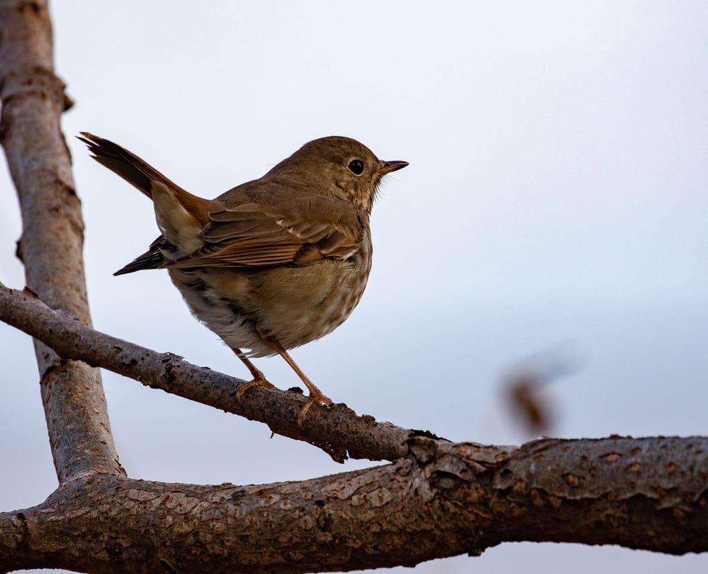 Hermit thrush, Southern Norfolk Sand Plain, ON (Photo by Mhairi McFarlane)