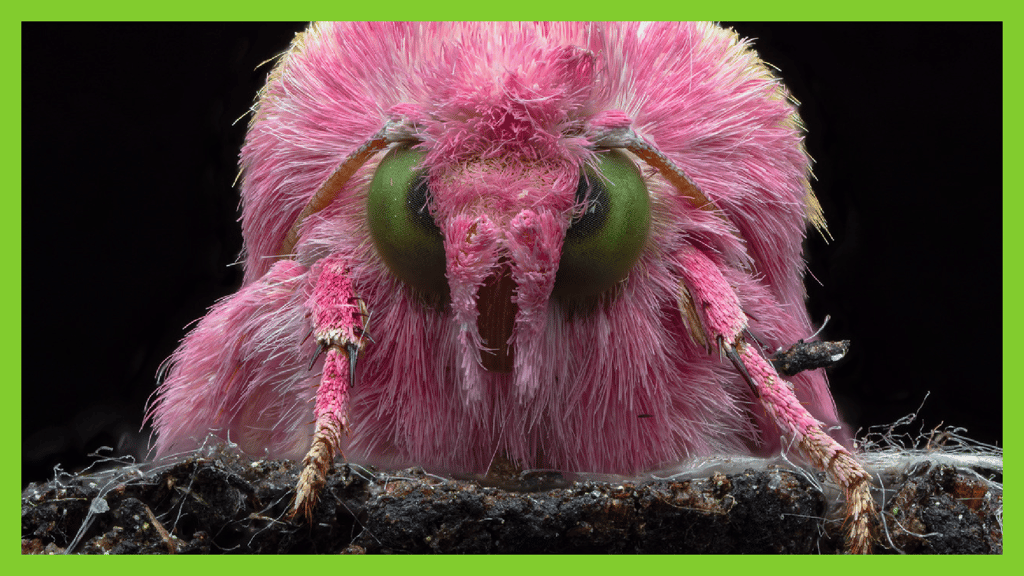 A close-up of a fuzzy pink Venezuelan poodle moth with large green eyes.