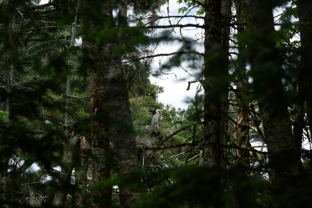 A heron perches on a branch in a coniferous forest.
