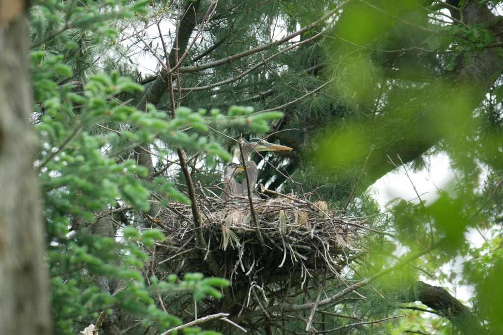 A great blue heron sits in a large stick nest among green tree branches.