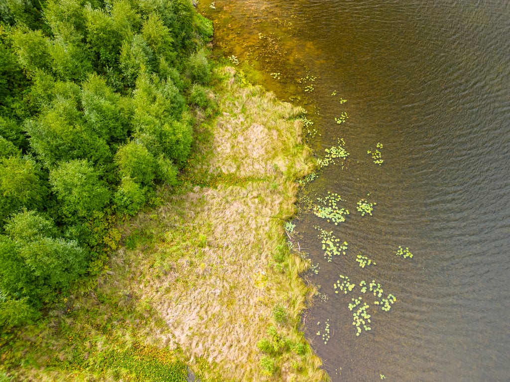 An aerial view of a green forest, a grassy shoreline, and lily pads in the water.