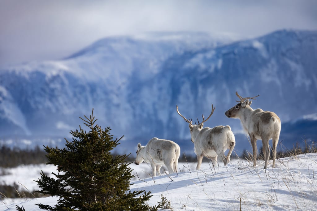 Three caribou stand in the snow with mountains in the background.