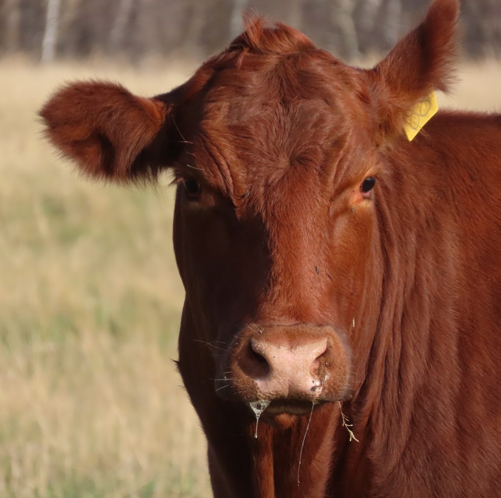 A close-up of a reddish-brown cow in a field.