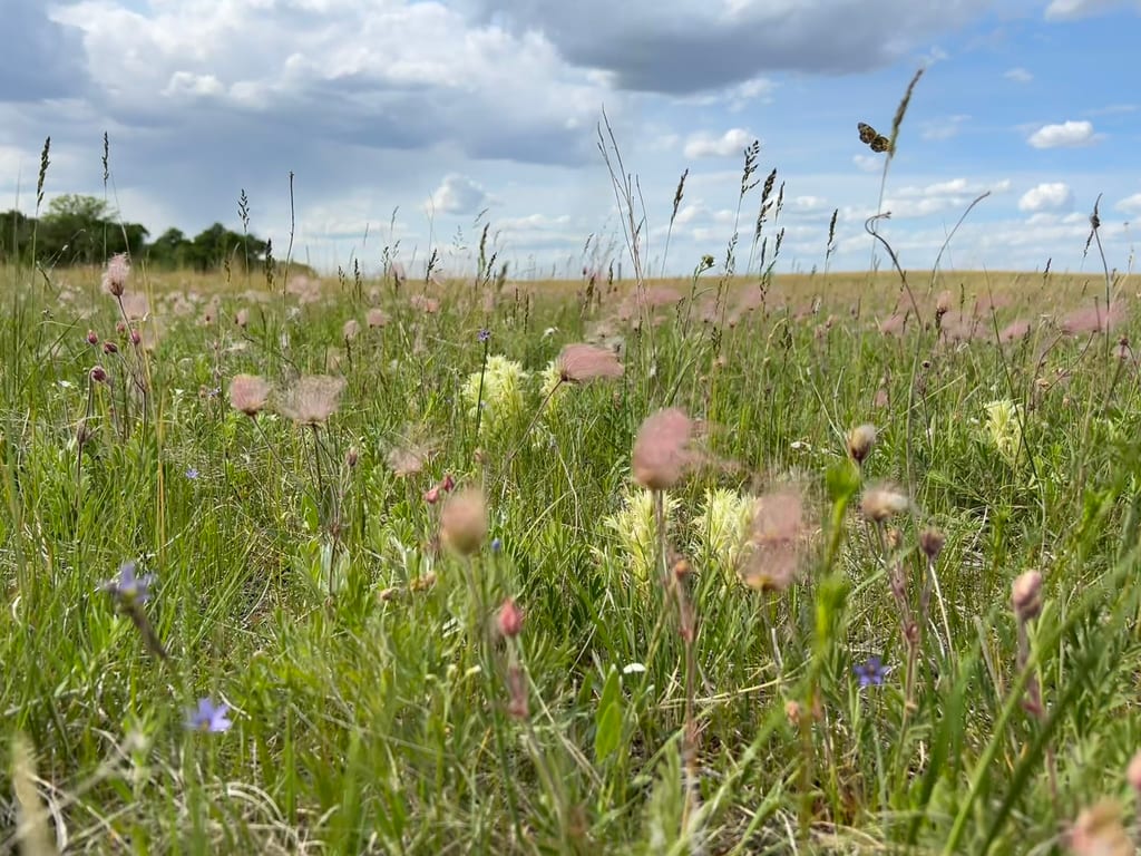 Pink fluffy grasses and small blue flowers grow in a meadow under a cloudy sky.