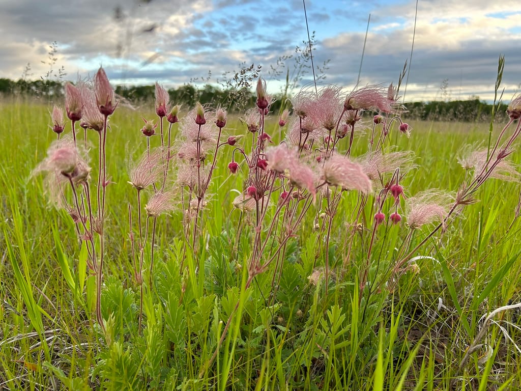 Pink prairie smoke grows in a grassy meadow.