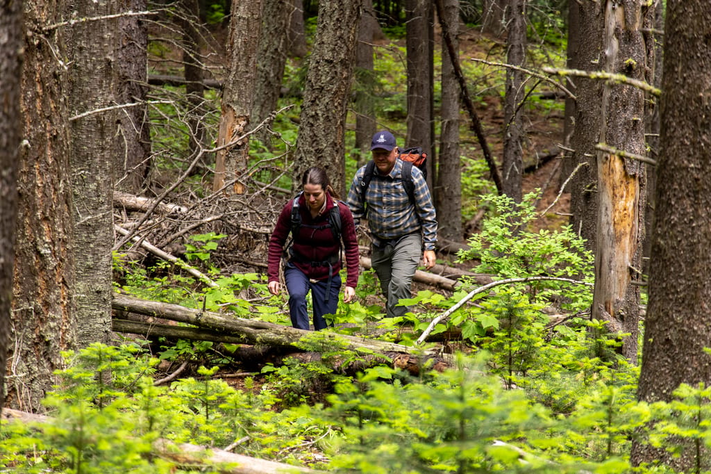 Two hikers walk through a dense forest filled with trees and fallen logs.