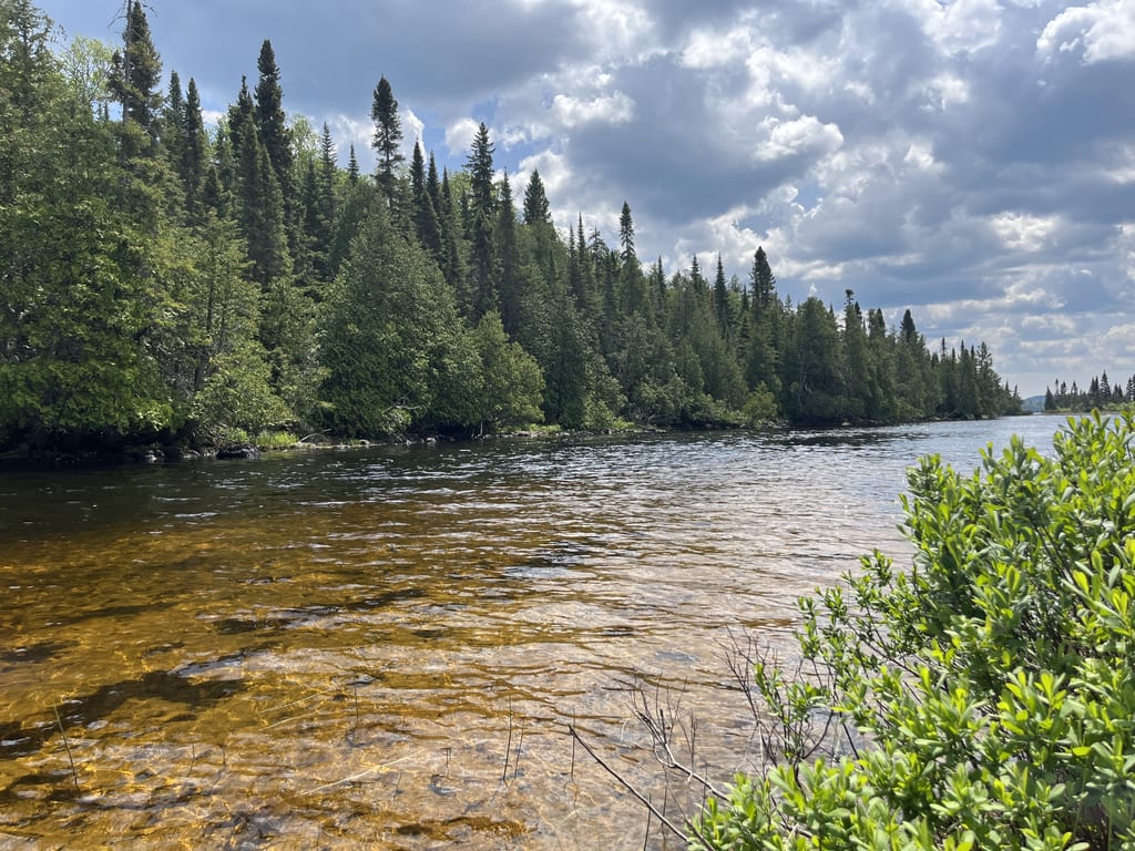 A river flows through a dense forest under a cloudy sky.