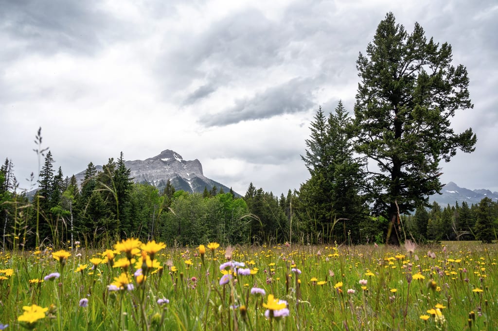 Yellow and purple wildflowers bloom in a meadow before a forest and a mountain under a cloudy sky.