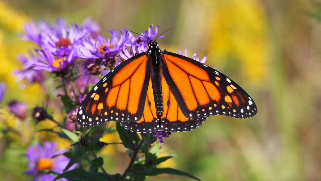 Monarch (Mary Gartshore)