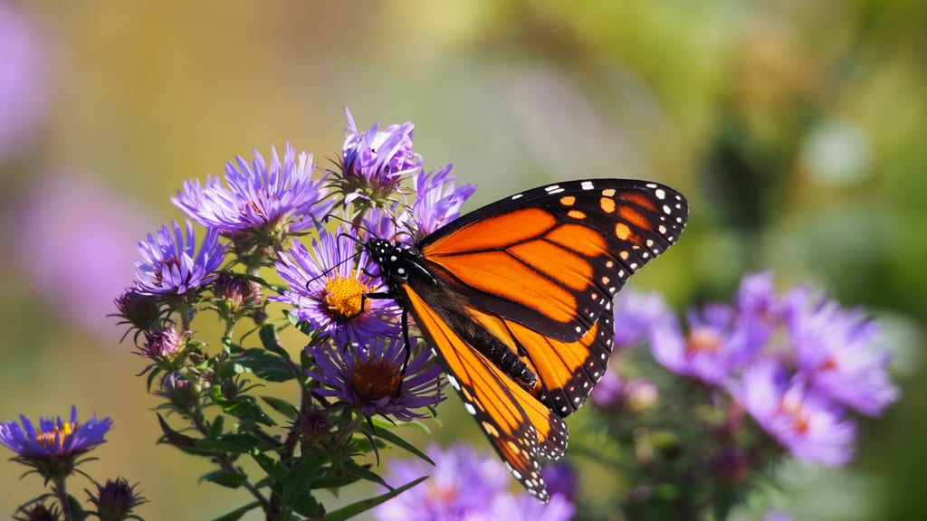 A monarch butterfly rests on purple aster flowers.