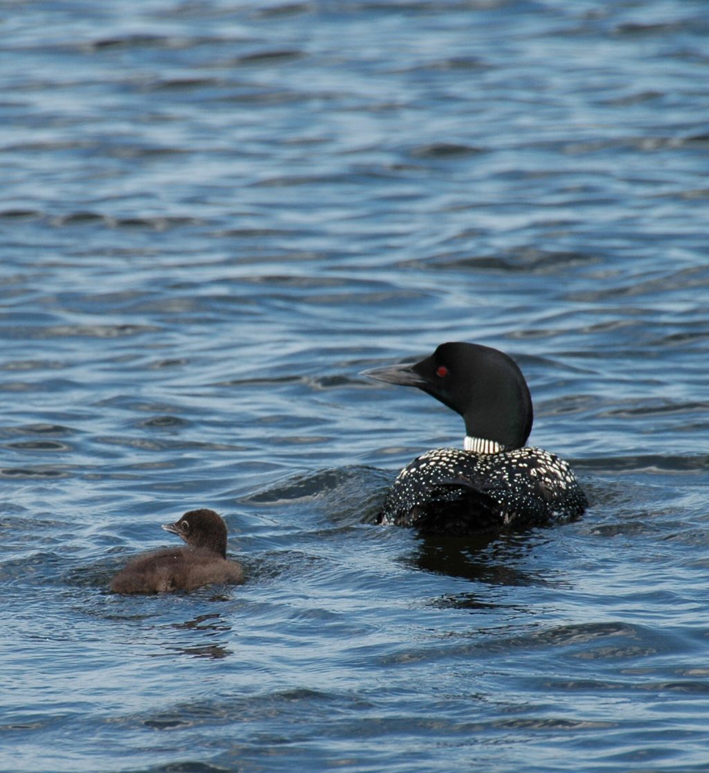 Common loons, Carden Alvar (Photo by Bill Macintyre)