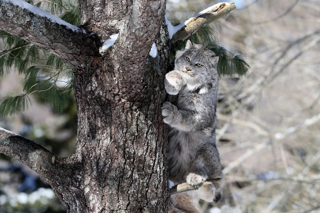 Lynx, ON (Photo by Mike Dembeck)