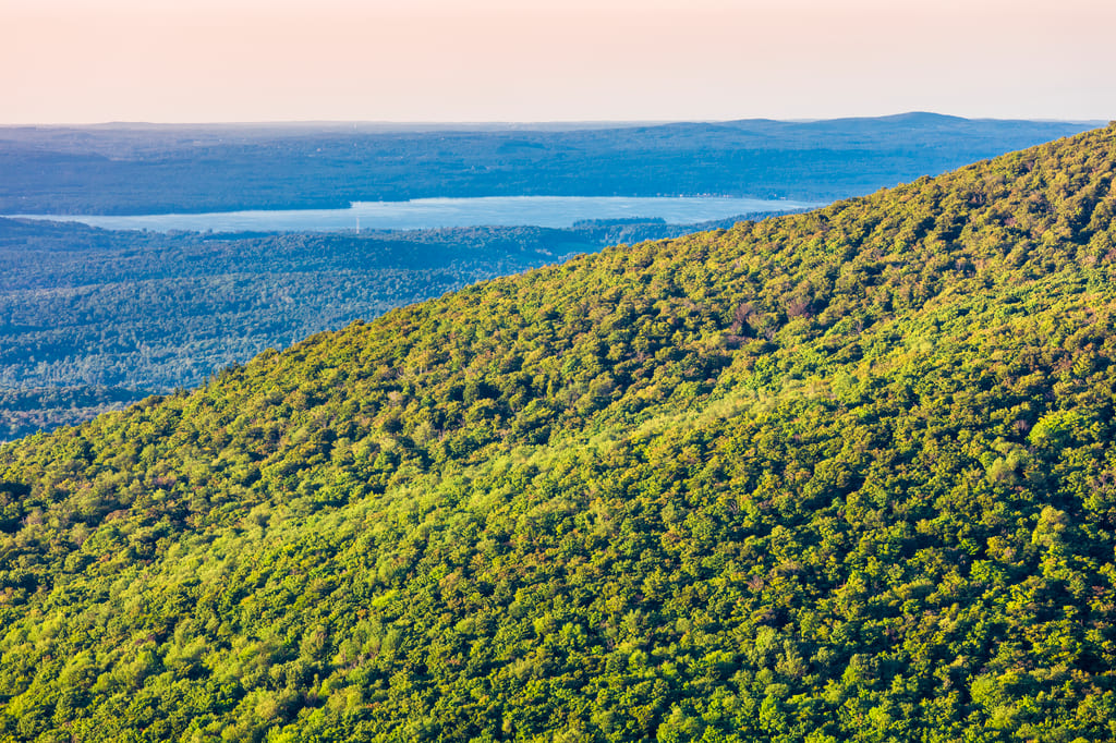 A lush green forest covers a hillside overlooking a distant lake and hills.