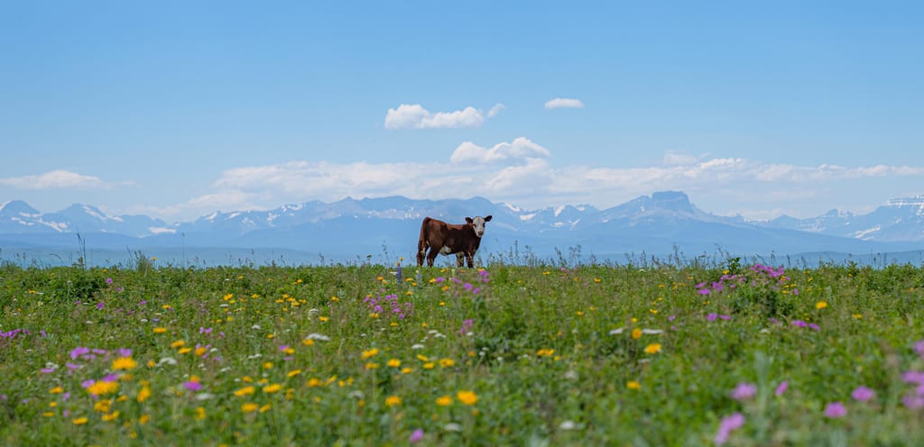 A cow stands in a grassy meadow filled with colorful wildflowers, with mountains in the background.