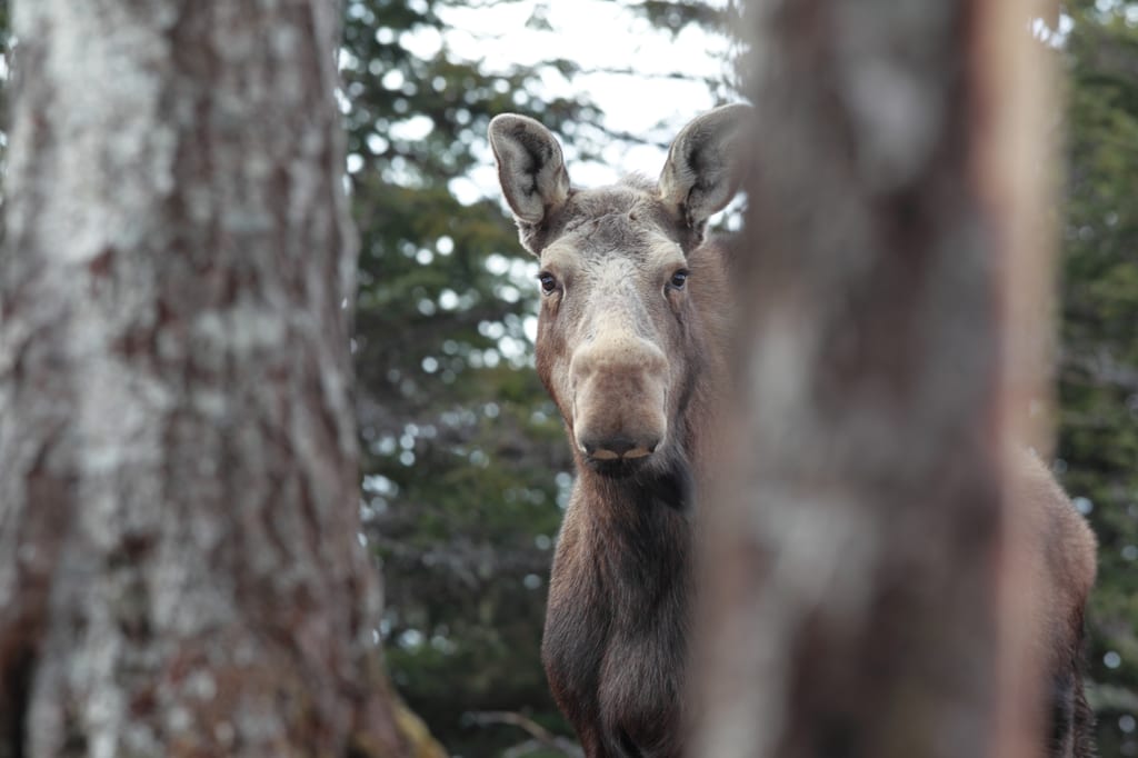 Moose, ON (Photo by Mike Dembeck)