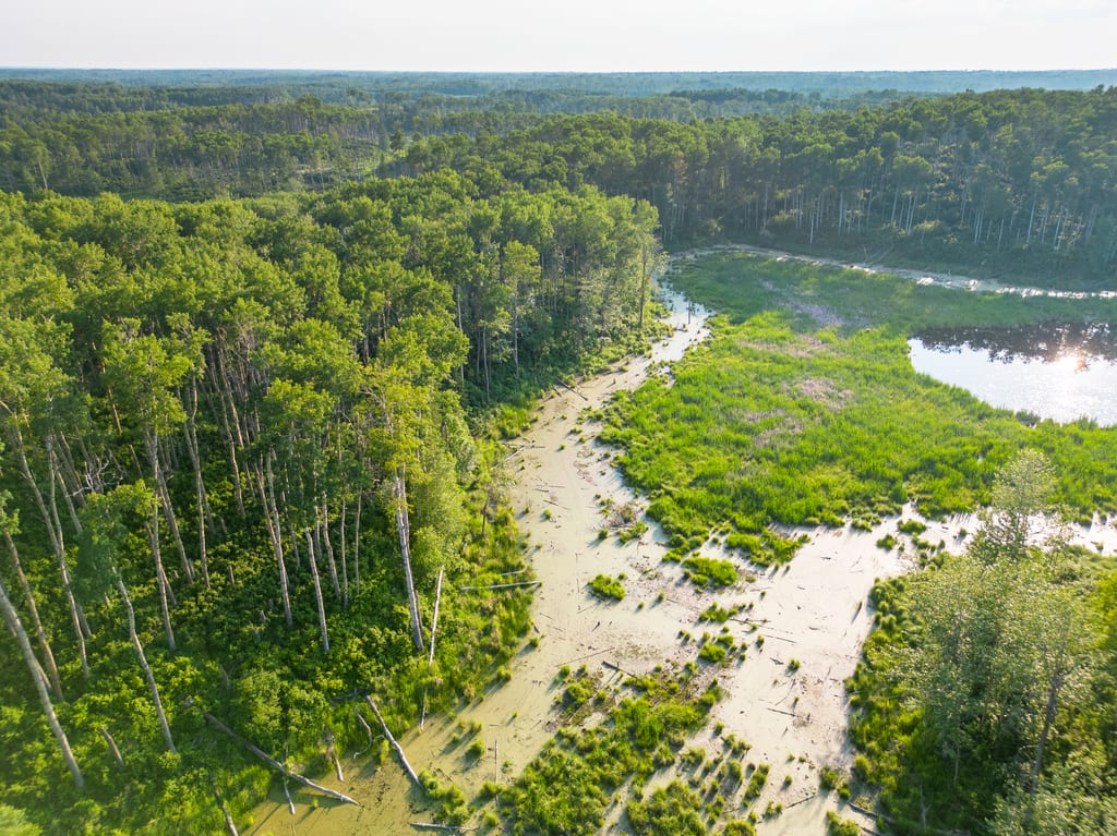 An aerial view of a lush green wetland and forest in summer.