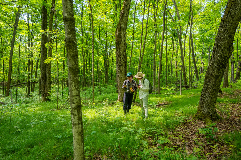Two people walk through a lush green forest in summer.