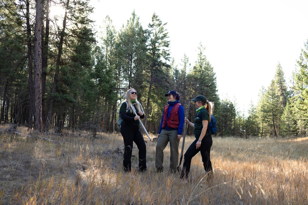 Three NCC staff members through a sunlit meadow near a coniferous forest.