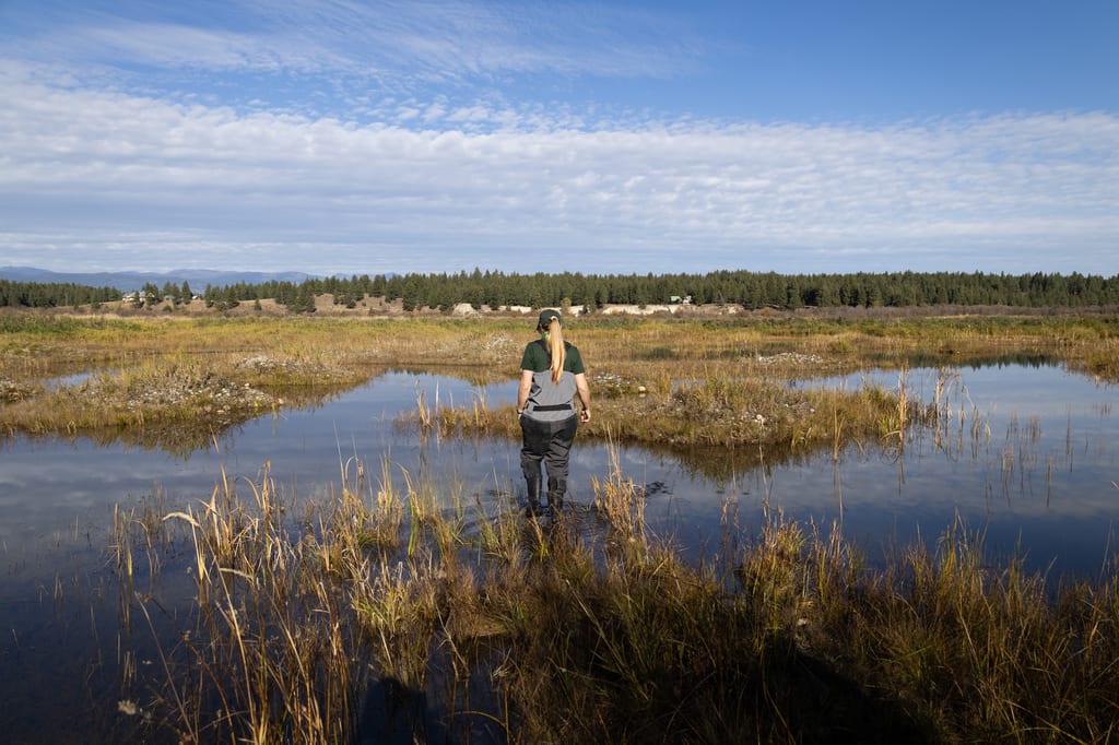A staff member walks through a marshy wetland with tall grasses under a blue sky.
