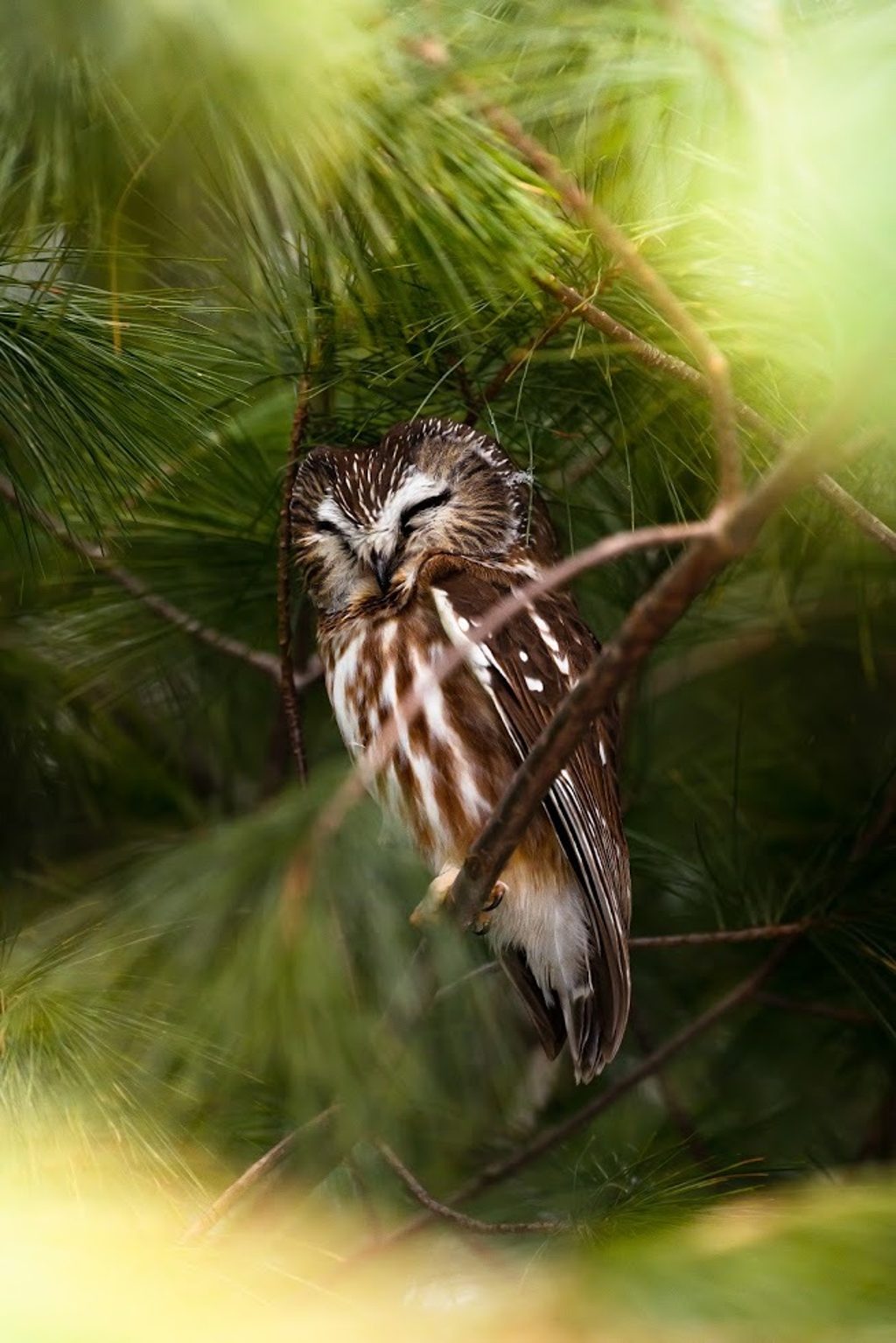 Northern Saw-Whet Owl, Niagara region, ON (Photo by Chelsea Marcantonio)