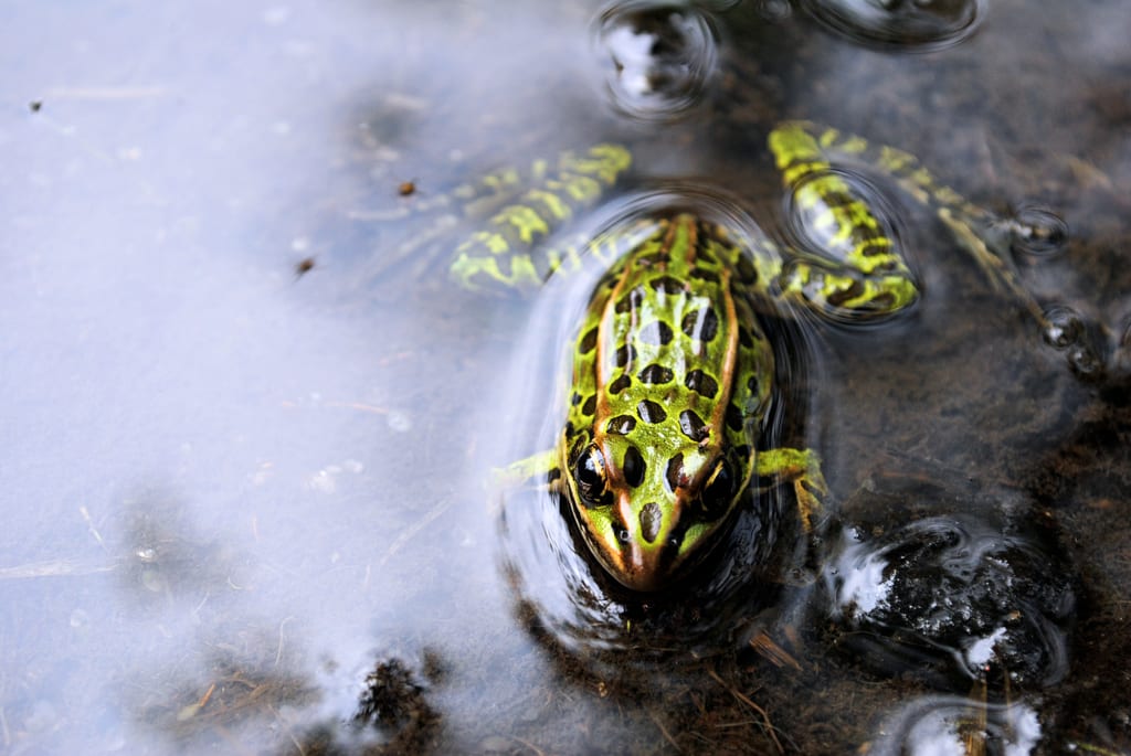 A leopard frog is partially submerged in shallow water.