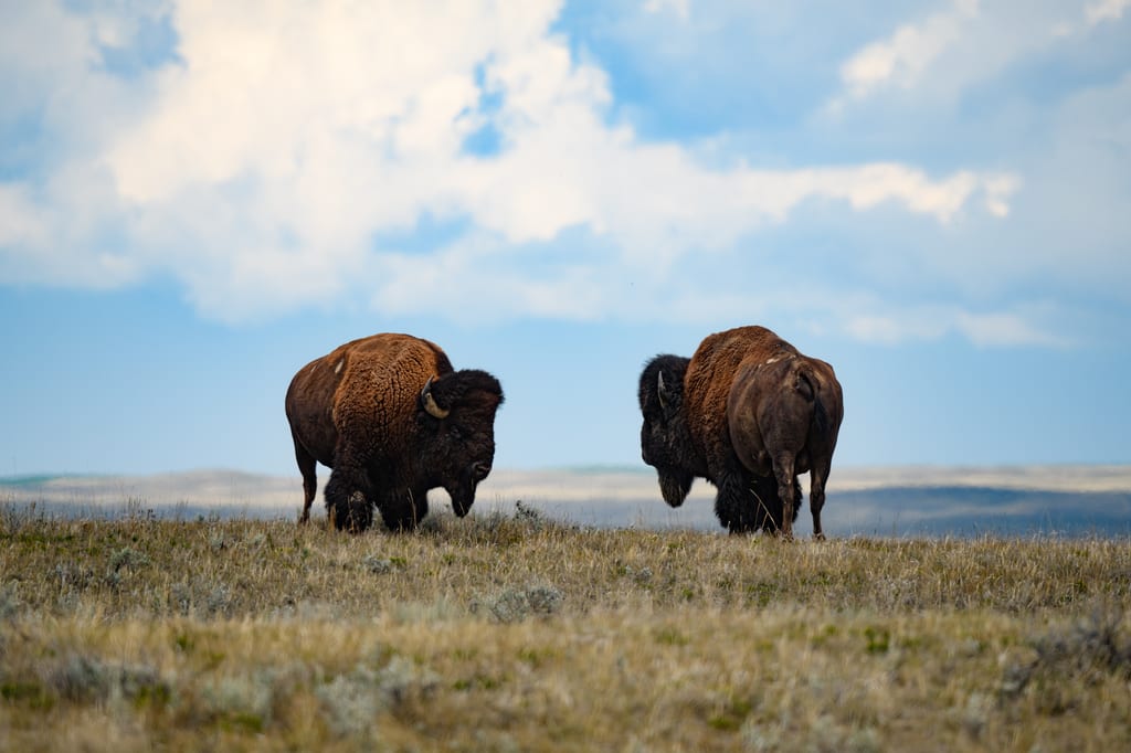 Two bison graze in a grassy field under a cloudy sky.