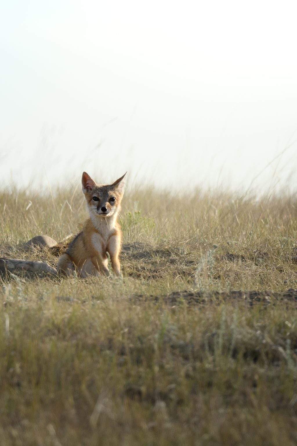 A small fox sits in a dry, grassy field.