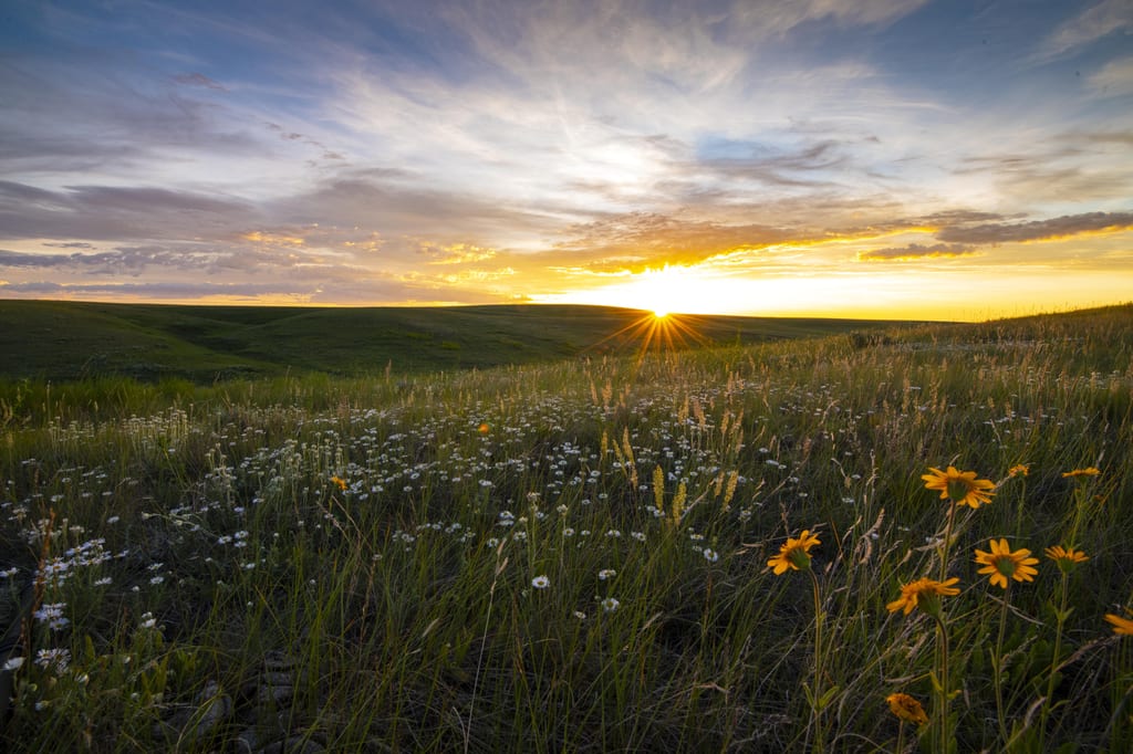 Wildflowers and grasses grow in a rolling grassland landscape at sunset.