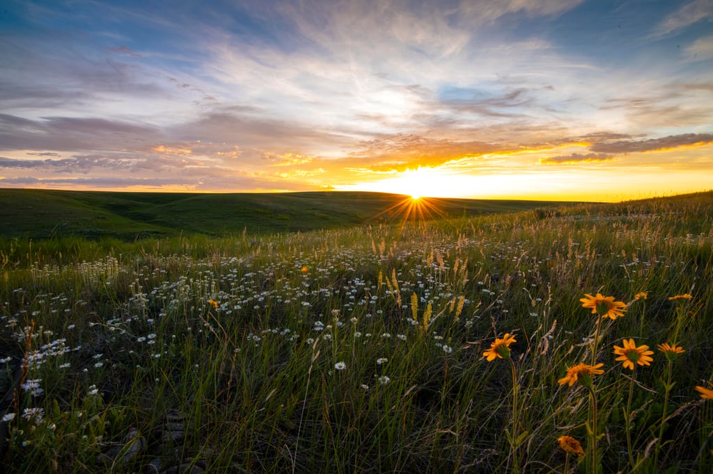 Wildflowers bloom in a grassy field under a sunset sky.