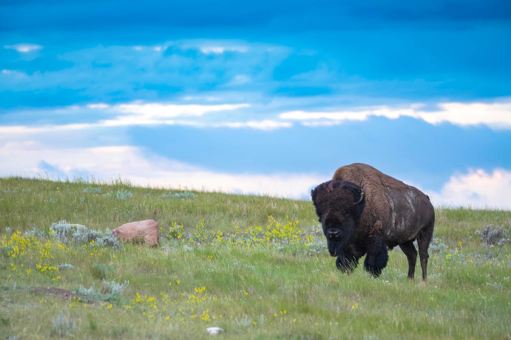A bison grazes in a grassy meadow under a cloudy sky.