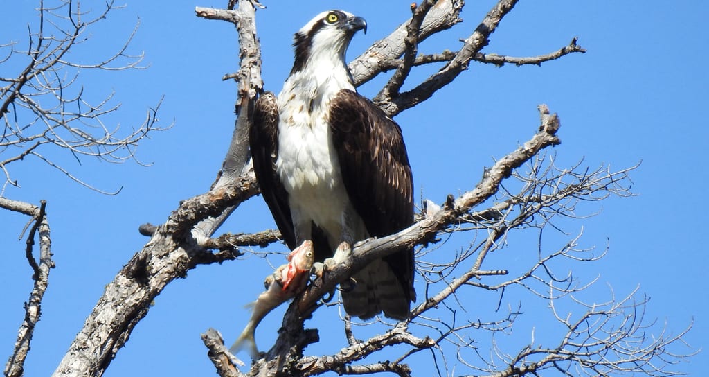 An osprey perched on a tree branch holds a fish in its talons against a clear blue sky.