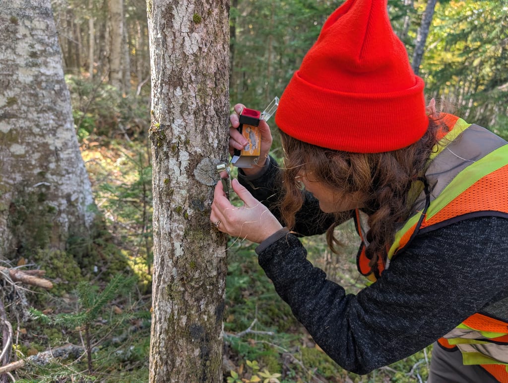 A person in a red hat and safety vest examines a tree trunk in a forest.