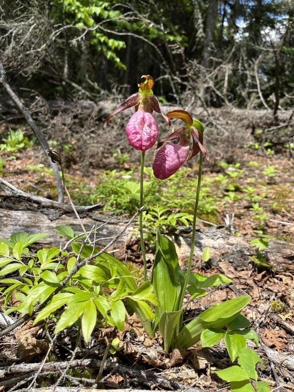 Two pink lady's slippers bloom on a forest floor among green foliage.