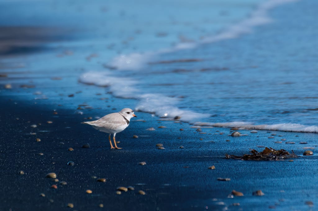 A semipalmated plover walks on a dark sandy beach near the ocean waves.