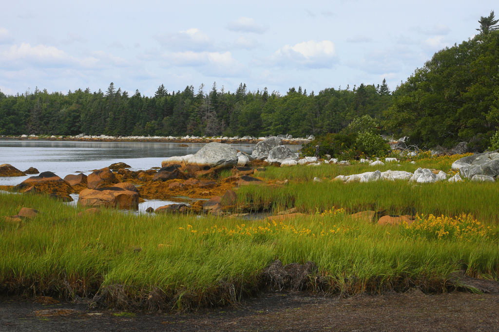 A rocky shoreline with a grassy marsh and a dense forest in the background.