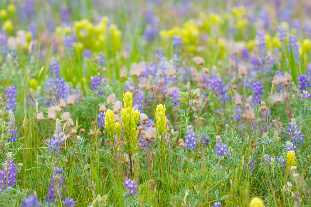 Purple lupines and yellow wildflowers bloom in a meadow.