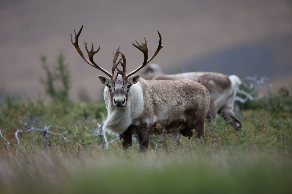 A caribou with large antlers stands in a shrubby tundra landscape.
