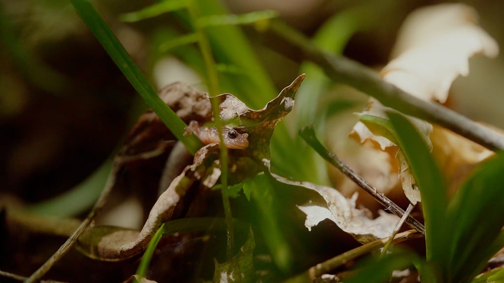 A small salamander peeks out from behind a dried leaf on the forest floor.